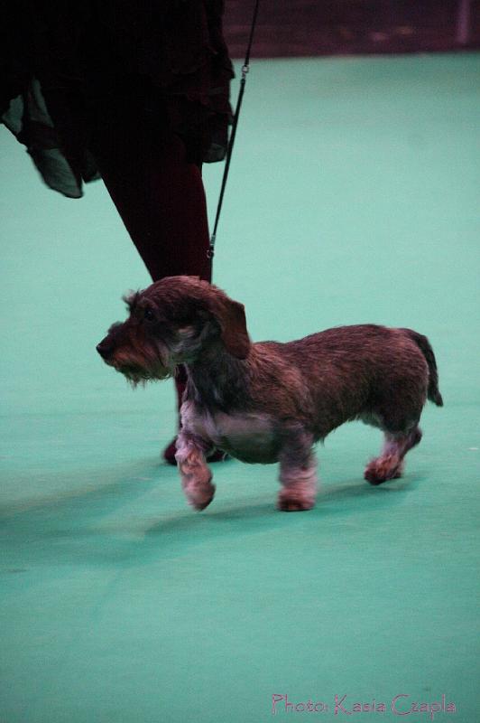 Crufts2011_2 1612.jpg